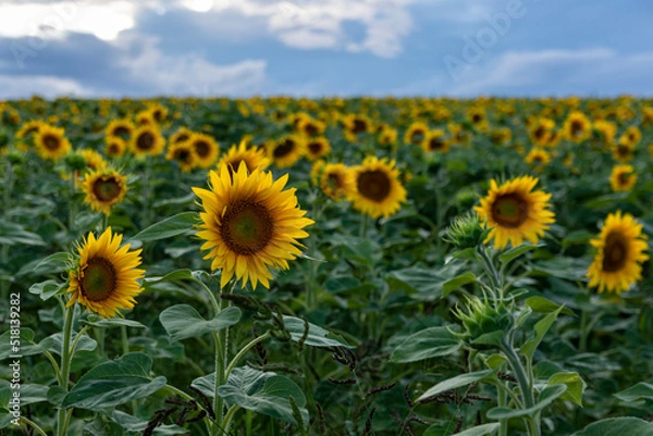 Fototapeta Fields of sunflowers under an overcast sky