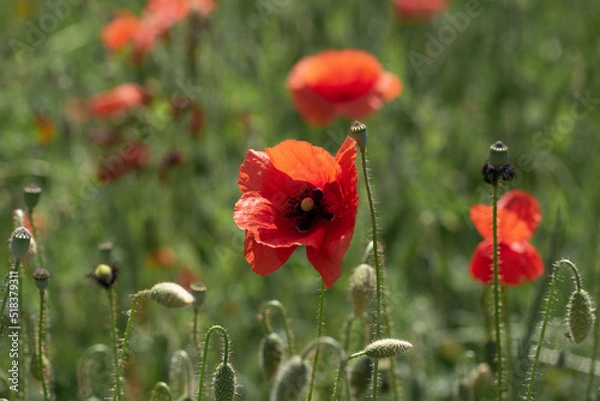 Fototapeta red poppy petal field wildflowers flower spring plant grass