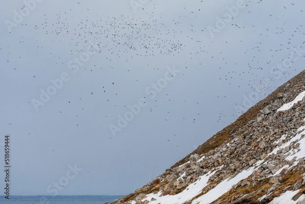 Fototapeta Little Auk, Alle alle