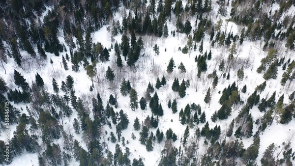 Fototapeta Aerial drone view of winter forest covered in snow, beauty of nature. Footage. Frozen pine trees forest, top view.