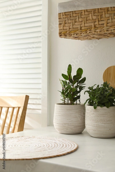 Fototapeta Different aromatic potted herbs on countertop in kitchen