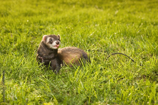 Fototapeta Ferret female walking in green grass in summer city park