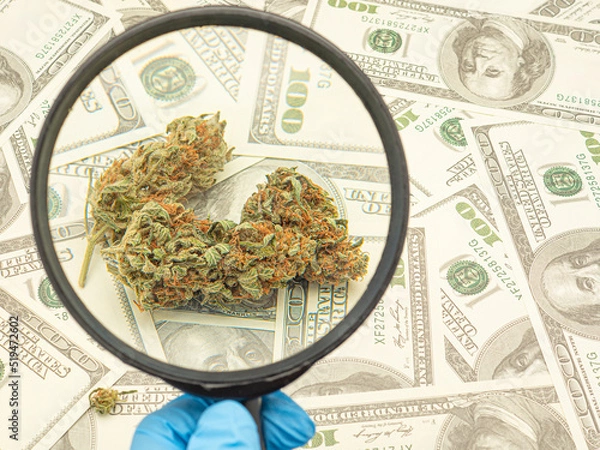 Fototapeta Hand holding of a magnifying glass looking at dry cannabis buds flowers over US dollar banknotes