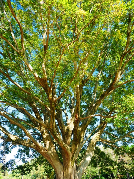 Fototapeta 日本、神奈川県、座間市、芹沢公園の大樹