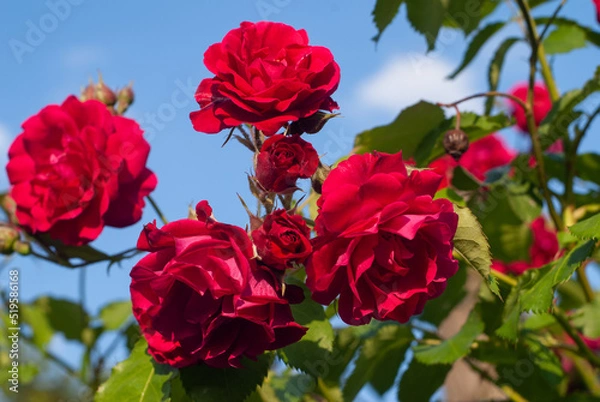 Obraz Red rose in the garden. Against the background of the blue sky