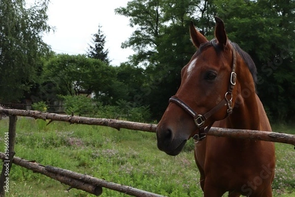 Fototapeta Beautiful horse in paddock near fence outdoors