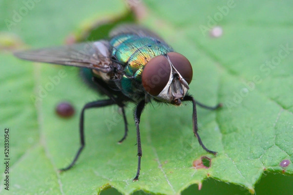 Obraz Common green bottle fly (Lucilia sericata)