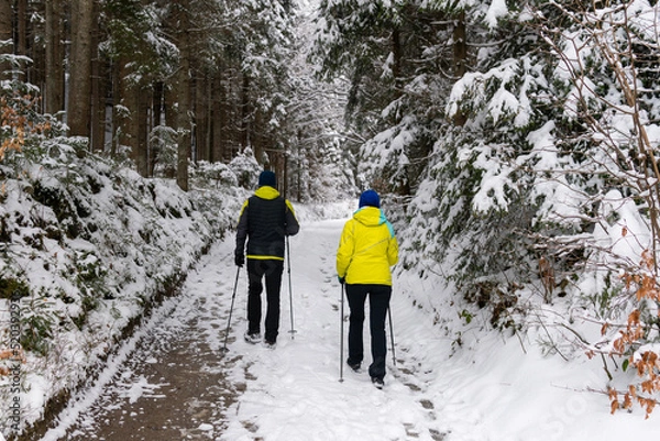 Fototapeta A couple is practicing Nordic walking in the forest in winter, snowy weather, sport activity