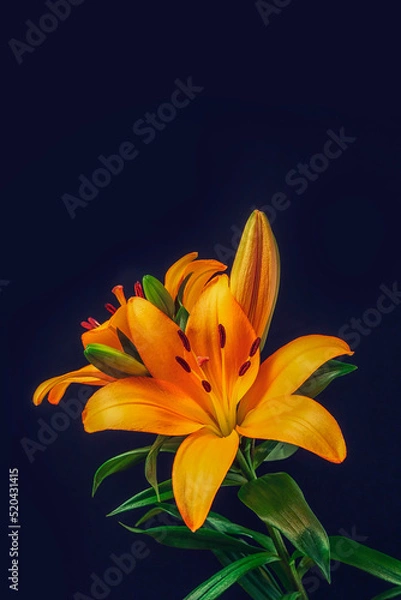 Fototapeta Stunning orange lily on a dark background. Rich saturated color. Abstract nature background. Still life. Colorful flower on dark tone wall.