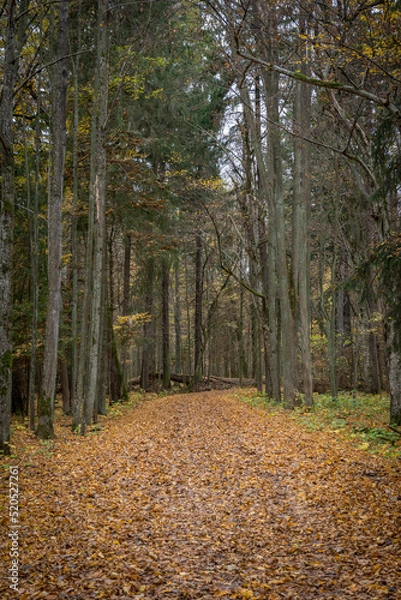 Fototapeta jesienny widok w Białowieży