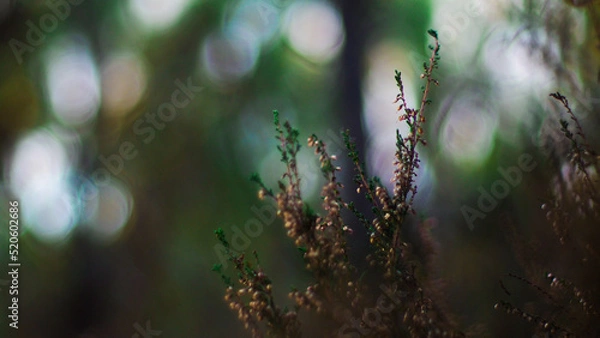 Fototapeta Macro de bruyères sauvages, et d'autres petites plantes, au sein de la forêt des Landes de Gascogne