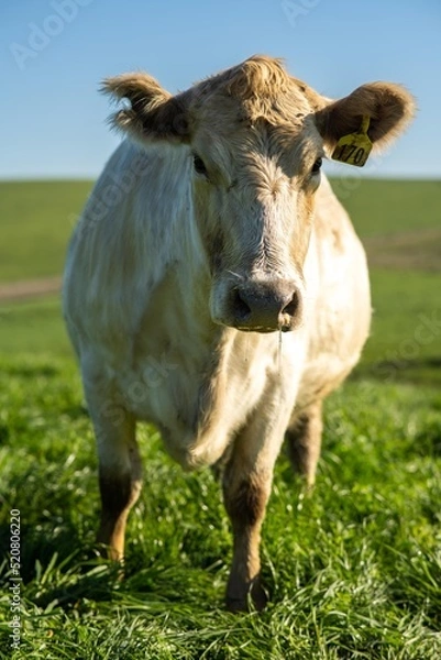 Fototapeta dairy cows grazing in an agricultural field. sustainable agriculture practiced with regenerative and organic food production methods