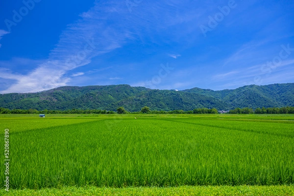 Fototapeta 夏空と田園風景　安曇野市