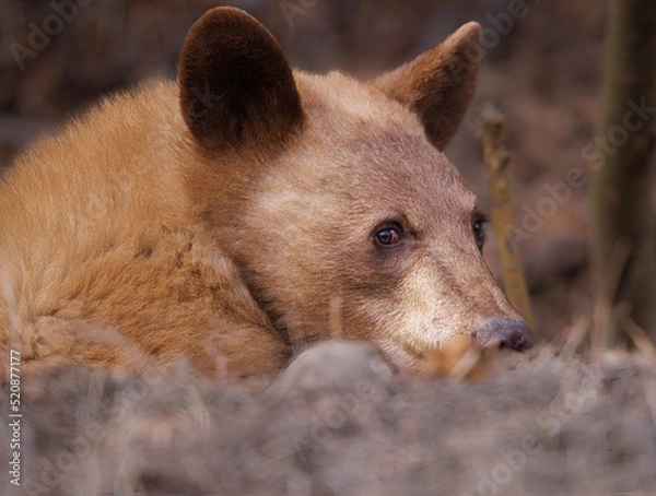 Fototapeta A portrait of blonde black bear sub adult in profile