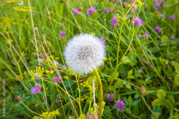 Fototapeta White dandelion in the field in summer. Close-up.