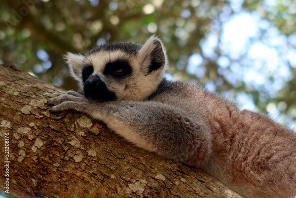 Fototapeta The ring-tailed lemur (Lemur catta) - large strepsirrhine primate, the most recognized lemur due to its long, black and white ringed tail. Lemur resting on the tree