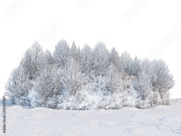 Fototapeta Trees and mountains in winter on a white background with clipping paths.