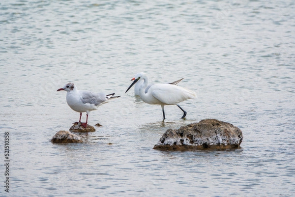 Fototapeta The small white heron or Little egret stands in the lake