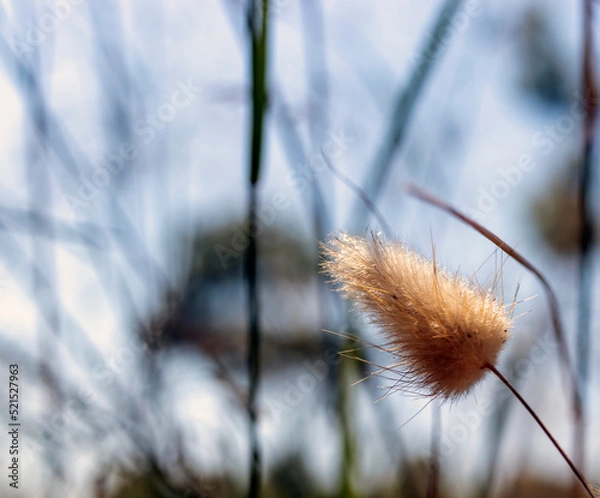 Fototapeta grass in the wind