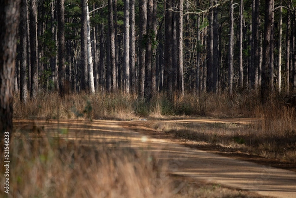 Obraz Pine Tree Forest