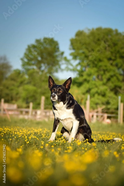 Fototapeta Dog is sitting in the grass in the flowers. She is so happy dog on trip.