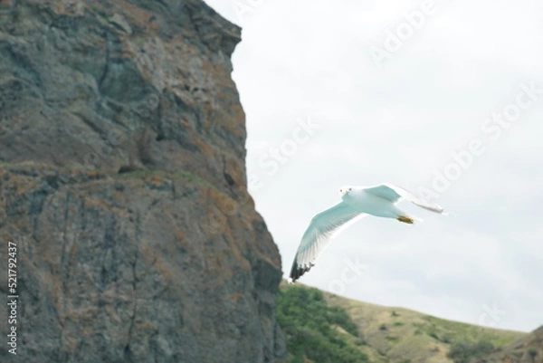 Fototapeta seagull in flight