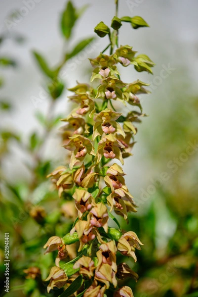 Fototapeta Breitblättrige Ständelwurz, Epipactis helleborine