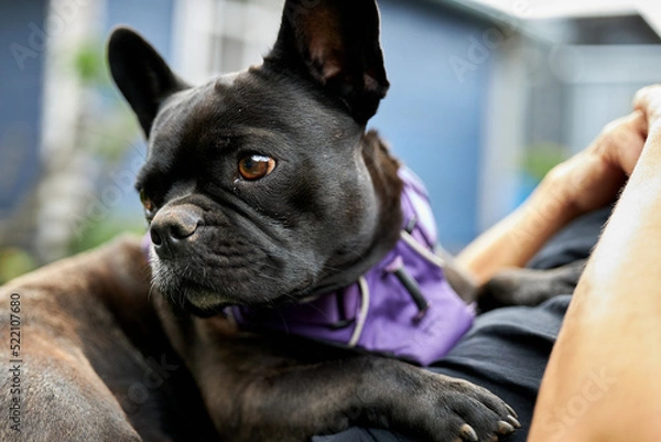 Fototapeta Hund liegt auf Bauch