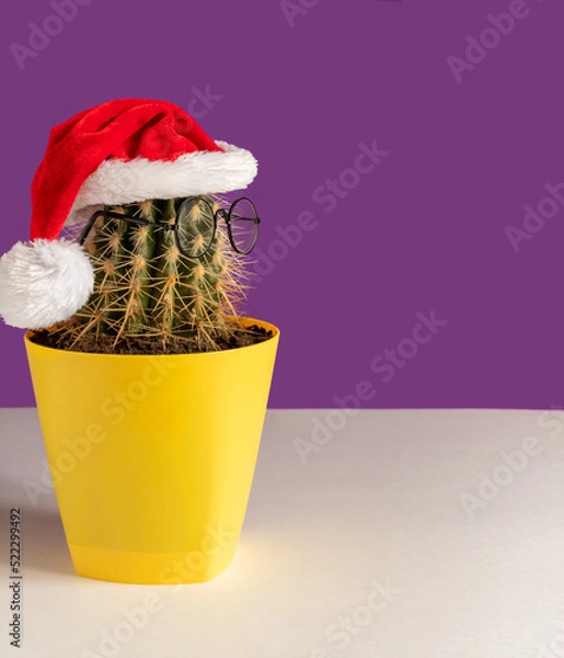 Fototapeta Cactus with glasses in Santa hat, in yellow pot, on white table, purple background. Selective focus.