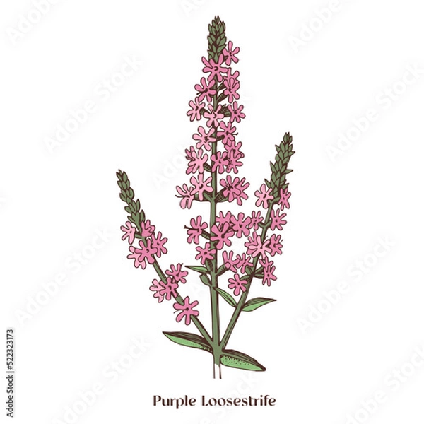 Fototapeta Purple loosestrife is a wild medicinal plant