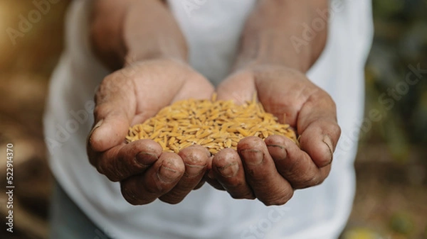 Fototapeta Close up  hand holding on seed ,Seeding,Seedling,Agriculture. rice seed..