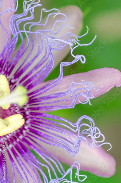 Fototapeta A passionflower seen from above.