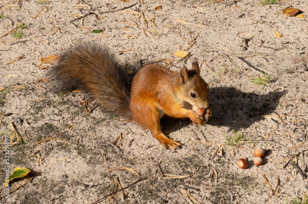 Fototapeta Little squirrel on the ground in summer gnaws a nut