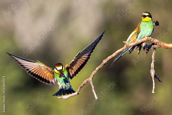 Fototapeta Bee-eater perched on a branch near their nests often with an insect in their beak