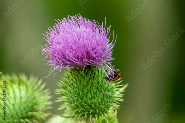 Fototapeta A red lady bug is hanging upside from the side of a purple and green thistle.  The bug is clinging to a few strands of the purple thistle.  It is a comical situation.