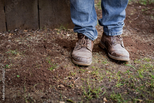 Fototapeta Man's feet and lower legs in blue denim jeans and brown work man's boots standing on patchy garden lawn. 