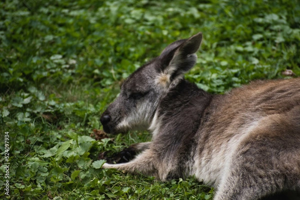 Fototapeta Wallaby