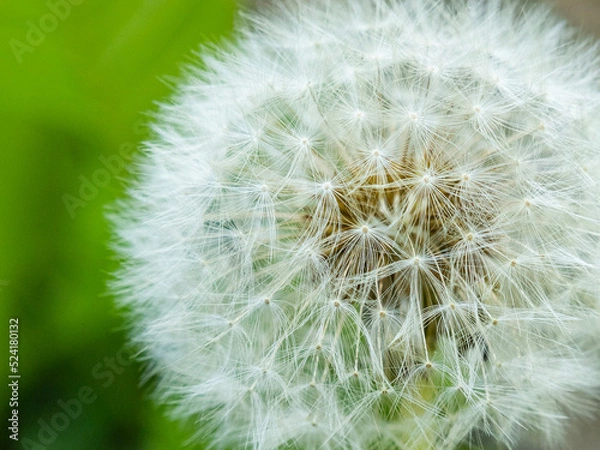 Obraz dandelion head