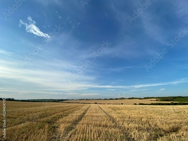 Fototapeta wheat field and sky