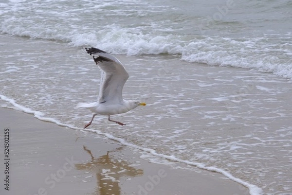 Fototapeta An der Nordsee Möwe startet zum Flug 	