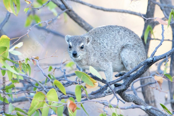 Fototapeta Cape Hyrax or Rock Hyrax (Procavia capensis), adult, in a tree, Etosha national park, Namibia.