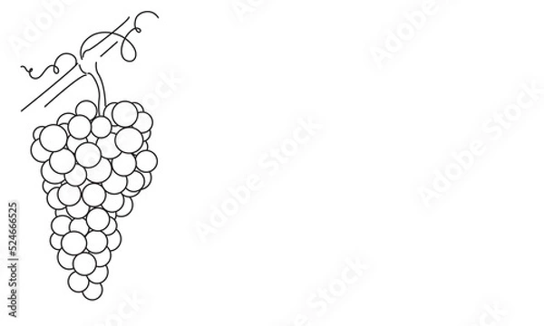 Fototapeta Bunches of grapes. Vine. Vector line drawing on white or transparent background. Grapevine