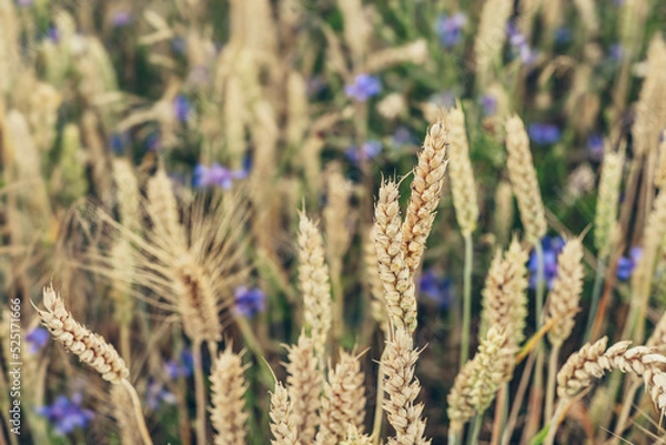 Fototapeta Wheat field with golden spikelets