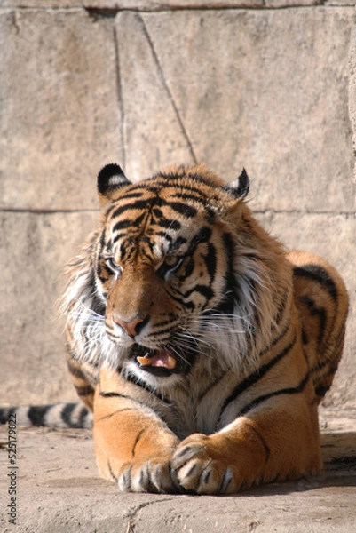 Fototapeta Bengal Tiger
