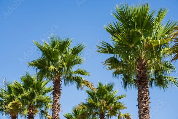 Fototapeta Washingtonia robusta, Mexican fan palm, family Arecaceae, FAN shopping center, Palma de Mallorca, Spain