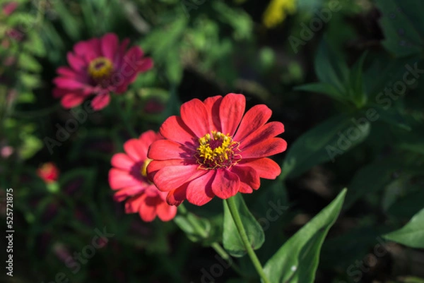 Fototapeta Nature Background Zinnia Angustifolia Flower