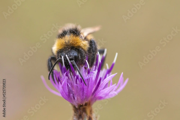 Fototapeta Eine Hummel sucht Blütenstaub in einer Blüte