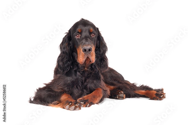 Fototapeta Gordon Setter