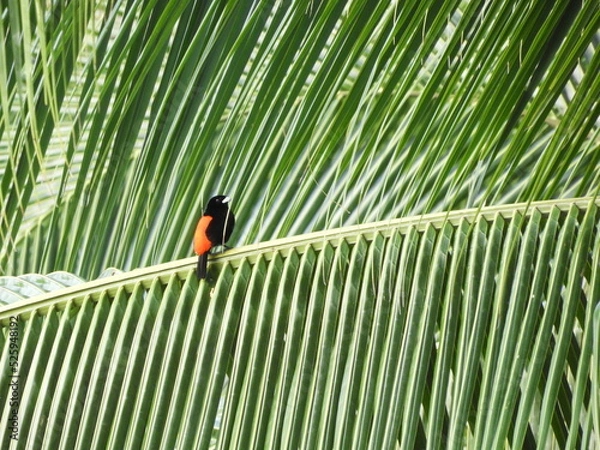 Fototapeta Ave posando en una palmera en el caribe de Costa Rica