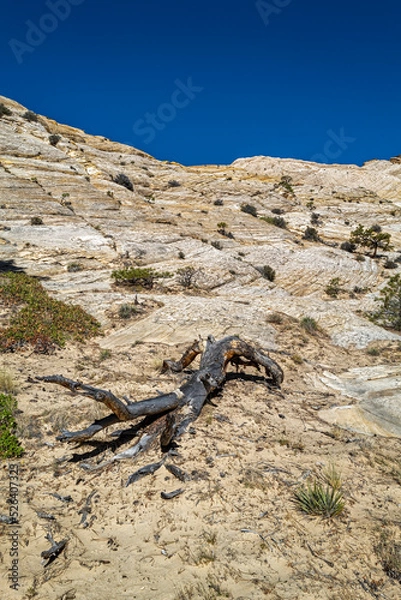 Fototapeta Dead tree branches on a hillside at the Grand Staircase National Monument near Boulder, Utah, USA